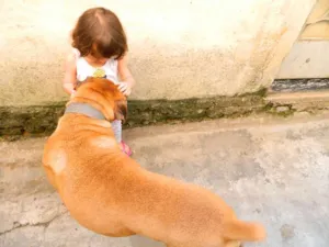Cachorro raça Boxer idade 6 ou mais anos nome Spike