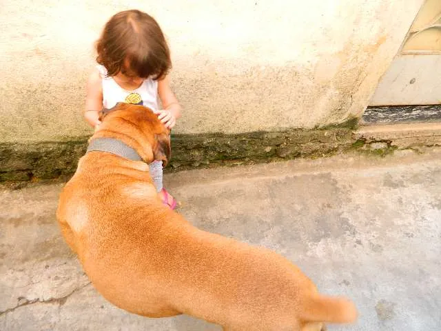 Cachorro ra a Boxer idade 6 ou mais anos nome Spike