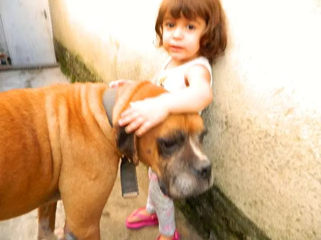 Cachorro ra a Boxer idade 6 ou mais anos nome Spike