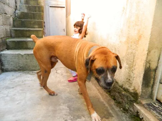 Cachorro ra a Boxer idade 6 ou mais anos nome Spike