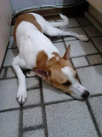 Cachorro raça SRD idade 2 anos nome HABOOW