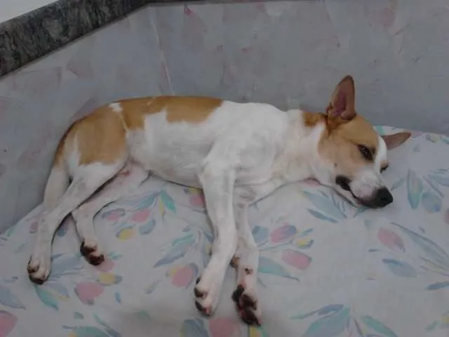 Cachorro raça SRD idade 2 anos nome HABOOW