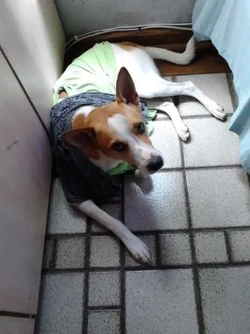 Cachorro raça SRD idade 2 anos nome HABOOW