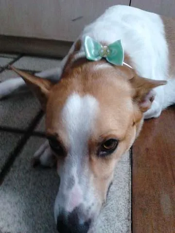 Cachorro raça SRD idade 2 anos nome HABOOW