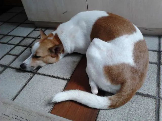 Cachorro raça SRD idade 2 anos nome HABOOW