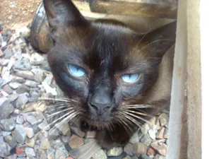 Gato raça Siamês idade 7 a 11 meses nome Sem Nome