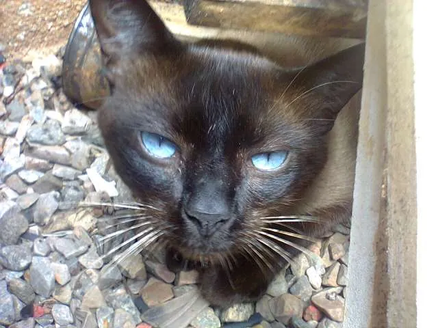 Gato ra a Siamês idade 7 a 11 meses nome Sem Nome
