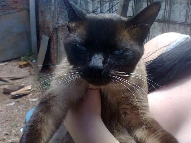 Gato ra a Siamês idade 7 a 11 meses nome Sem Nome