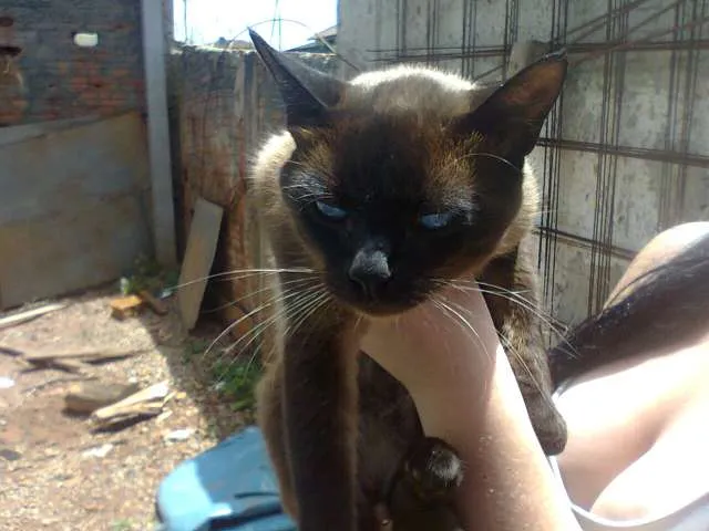 Gato ra a Siamês idade 7 a 11 meses nome Sem Nome