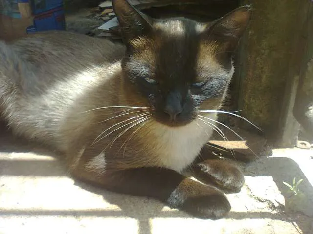 Gato ra a Siamês idade 7 a 11 meses nome Sem Nome