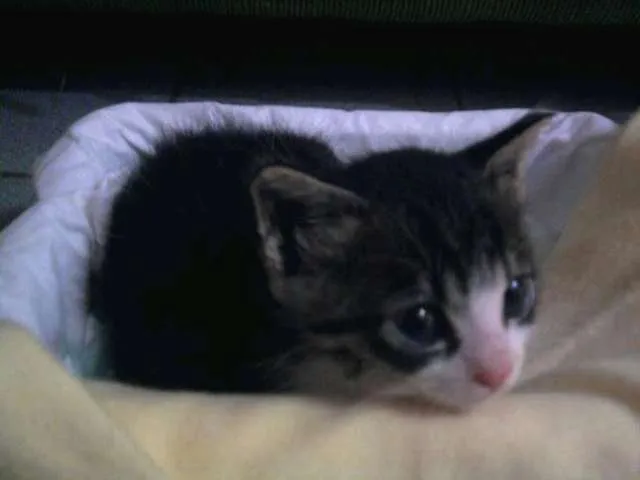 Gato ra a SRD idade Abaixo de 2 meses nome Gatinho