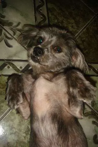 Cachorro ra a MESTIÇO DE LHAÇA idade 2 anos nome TOOTY