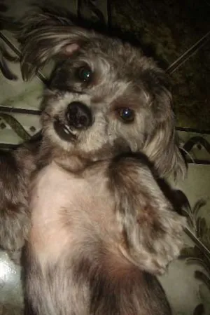 Cachorro raça MESTIÇO DE LHAÇA idade 2 anos nome TOOTY