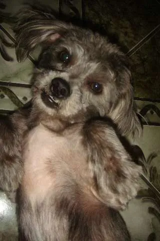 Cachorro ra a MESTIÇO DE LHAÇA idade 2 anos nome TOOTY