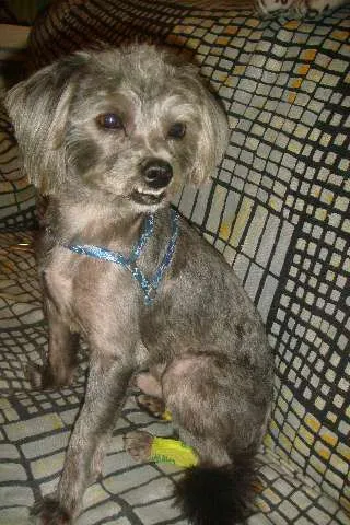 Cachorro ra a MESTIÇO DE LHAÇA idade 2 anos nome TOOTY