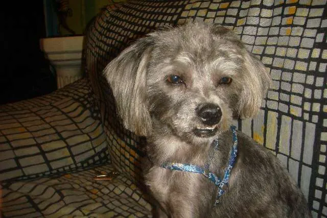 Cachorro ra a MESTIÇO DE LHAÇA idade 2 anos nome TOOTY