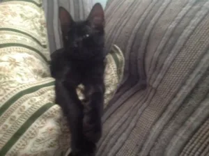 Gato raça Srd idade Abaixo de 2 meses nome Alfredo