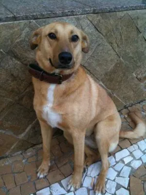 Cachorro raça vira lata idade 4 anos nome Fanta