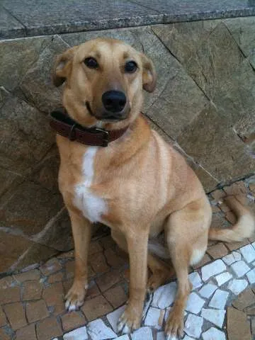 Cachorro ra a vira lata idade 4 anos nome Fanta