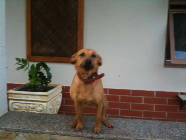 Cachorro ra a vira lata idade 4 anos nome Coca