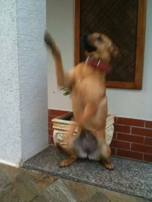 Cachorro raça vira lata idade 4 anos nome Coca