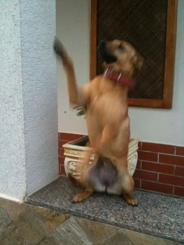 Cachorro ra a vira lata idade 4 anos nome Coca