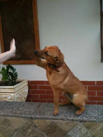 Cachorro ra a vira lata idade 4 anos nome Coca