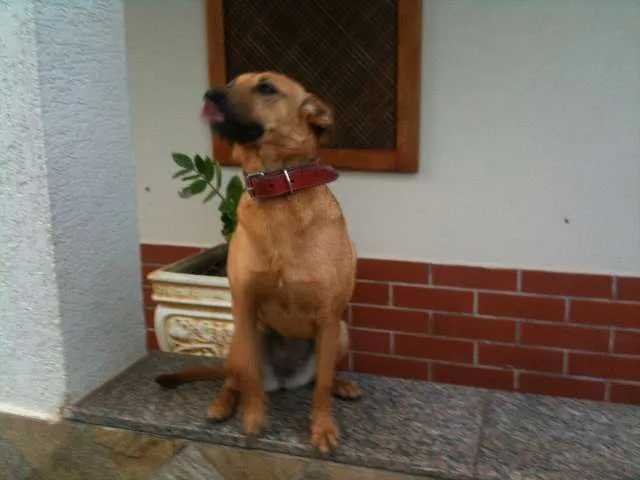 Cachorro ra a vira lata idade 4 anos nome Coca