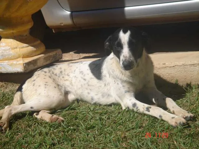 Cachorro ra a vira lata idade 1 ano nome Sem nome