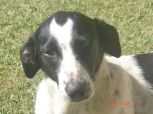 Cachorro raça vira lata idade 1 ano nome Sem nome