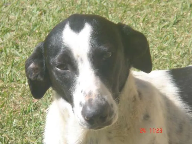 Cachorro ra a vira lata idade 1 ano nome Sem nome