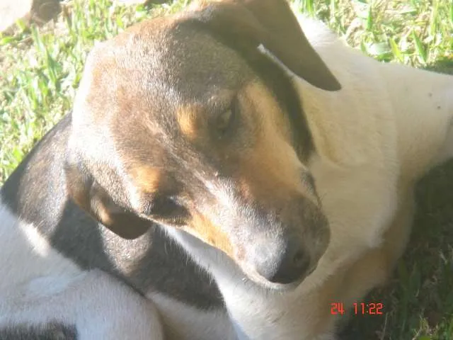 Cachorro ra a vira lata idade 1 ano nome Sem nome