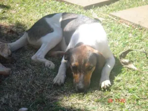 Cachorro raça vira lata idade 1 ano nome Sem nome