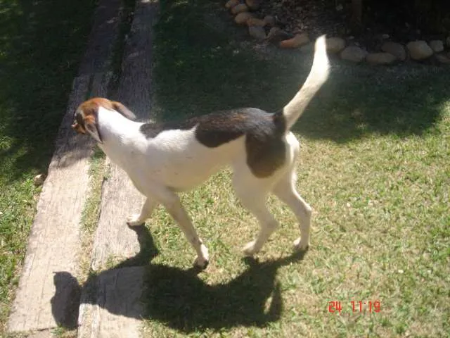Cachorro ra a vira lata idade 1 ano nome Sem nome