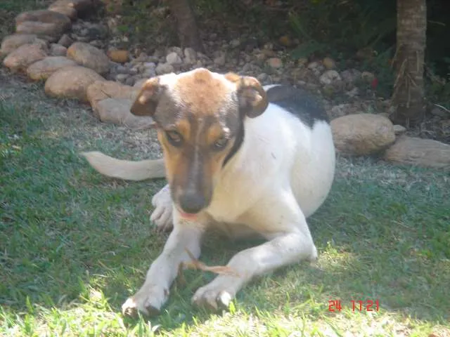 Cachorro ra a vira lata idade 1 ano nome Sem nome