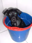 Neguinho ou Gui