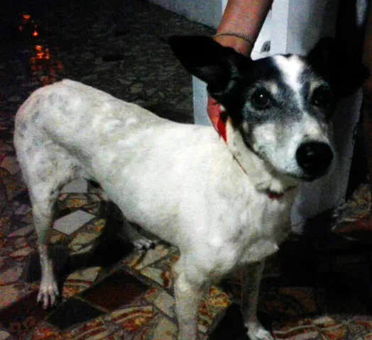 Cachorro ra a Vira-Lata idade 2 anos nome Rabito