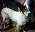 Rabito