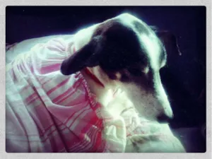 Cachorro raça Vira-Lata idade 2 anos nome Rabito