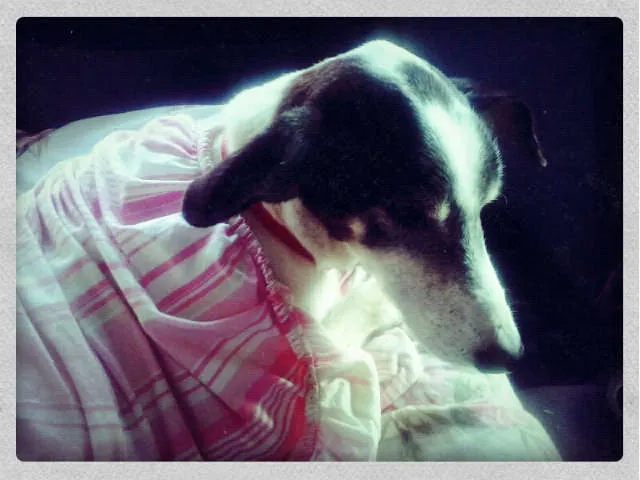 Cachorro ra a Vira-Lata idade 2 anos nome Rabito