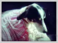 Rabito