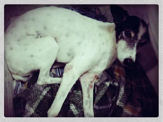 Cachorro ra a Vira-Lata idade 2 anos nome Rabito