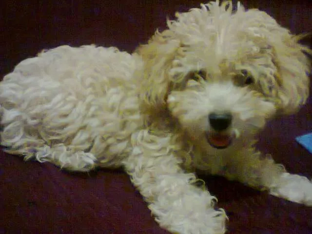 Cachorro ra a POODLE idade 2 a 6 meses nome TOB GRATIFICA