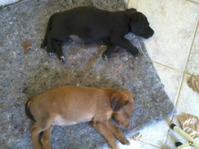 Cachorro raça SRD idade 2 a 6 meses nome SuperGemeos