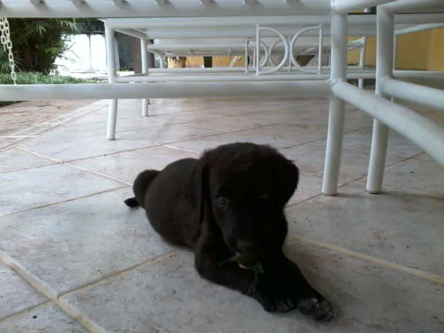 Cachorro raça SRD idade 2 a 6 meses nome SuperGemeos
