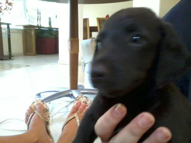Cachorro raça SRD idade 2 a 6 meses nome SuperGemeos