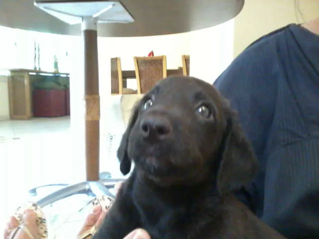 Cachorro raça SRD idade 2 a 6 meses nome SuperGemeos