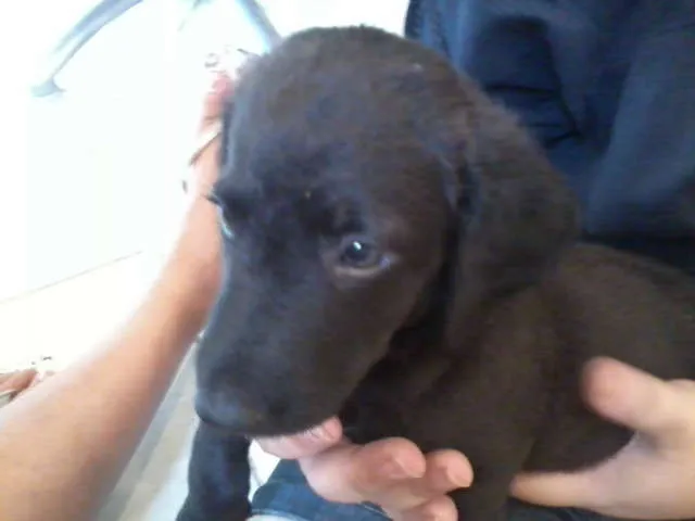 Cachorro raça SRD idade 2 a 6 meses nome SuperGemeos