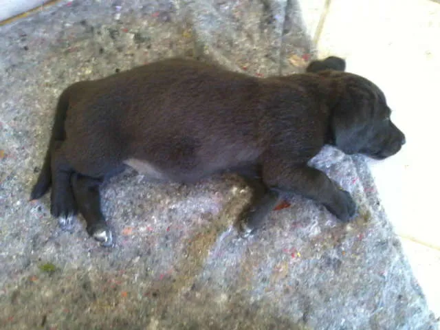 Cachorro raça SRD idade 2 a 6 meses nome SuperGemeos
