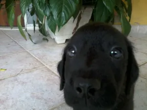 Cachorro raça SRD idade 2 a 6 meses nome SuperGemeos